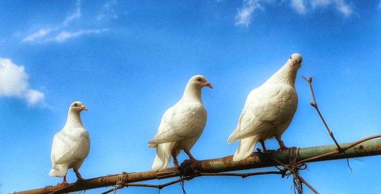 Beszélő galambok – “Jelentés Erdélyből”, sokadik rész, avagy egy régi mtv stáb, köztük producer apám&nbsp;emlékére…