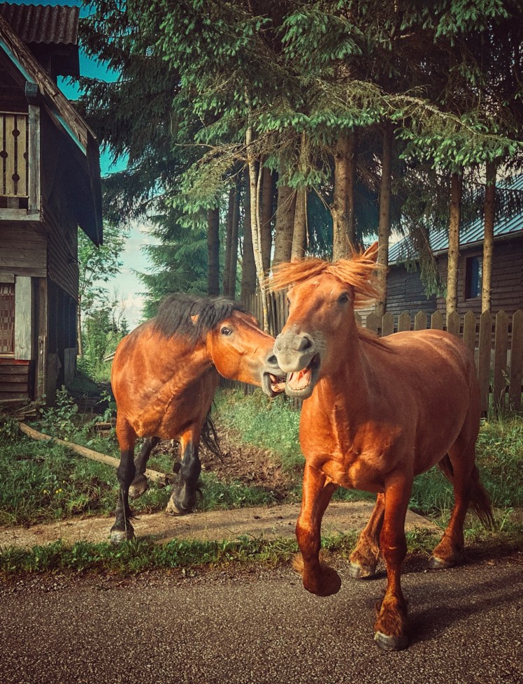 “Bölcs embernek ló való, mert lóvá tesz az ember, és emberré a ló”. Jókai&nbsp;Mór