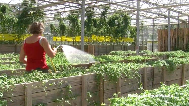 A jövő élelme: kínaiul Shan Yao /&nbsp;fénygyökér