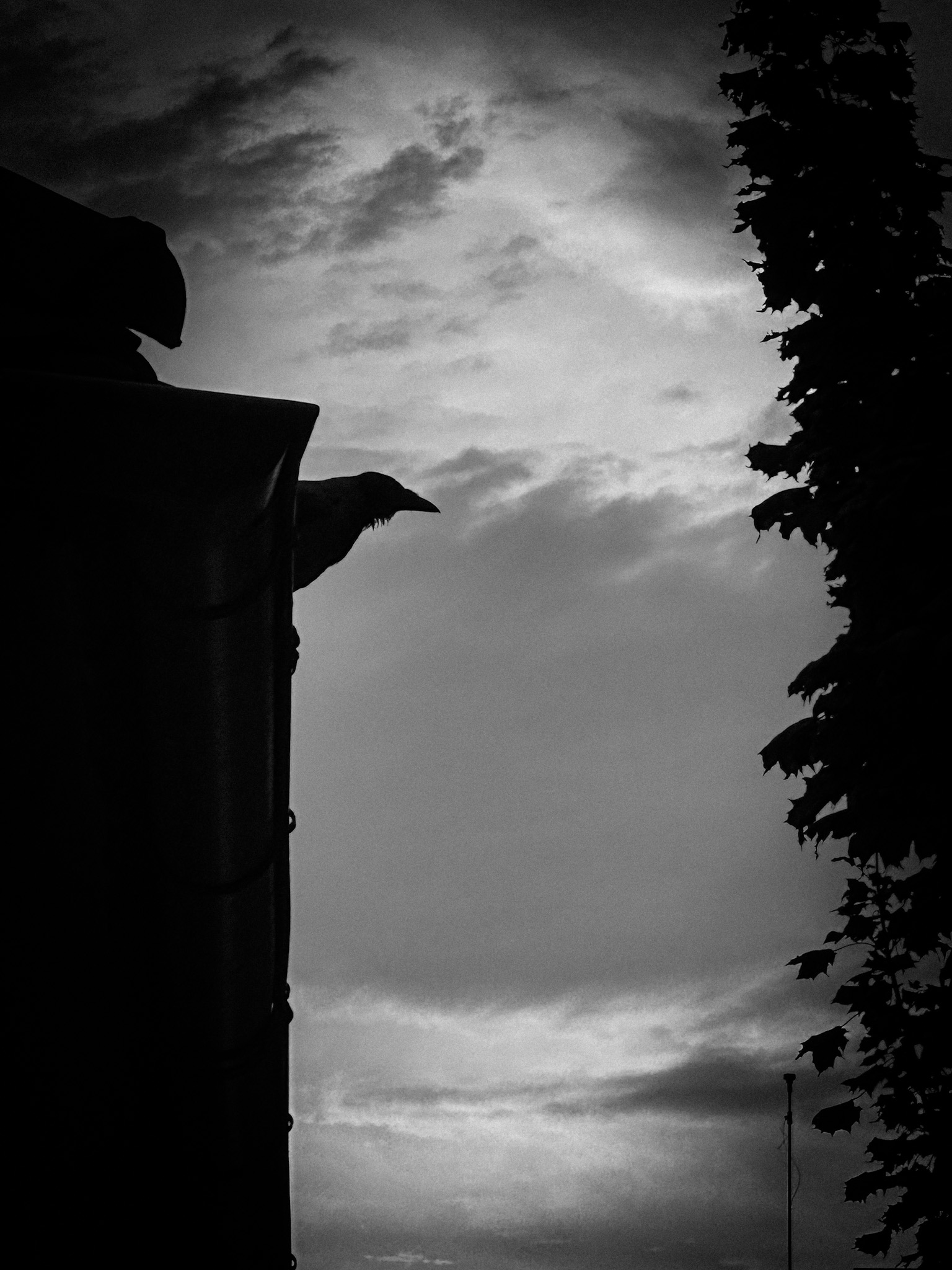 Pár napja Kolozsvárott, elhagyva egy jó társaságot, az elfogyasztott két pohár kellemes búzasör emlékével a szállásom felé bandukolva, hirtelen arra lettem figyelmes, hogy egy eresz magasságából “rámszólt” egy&nbsp;madár…