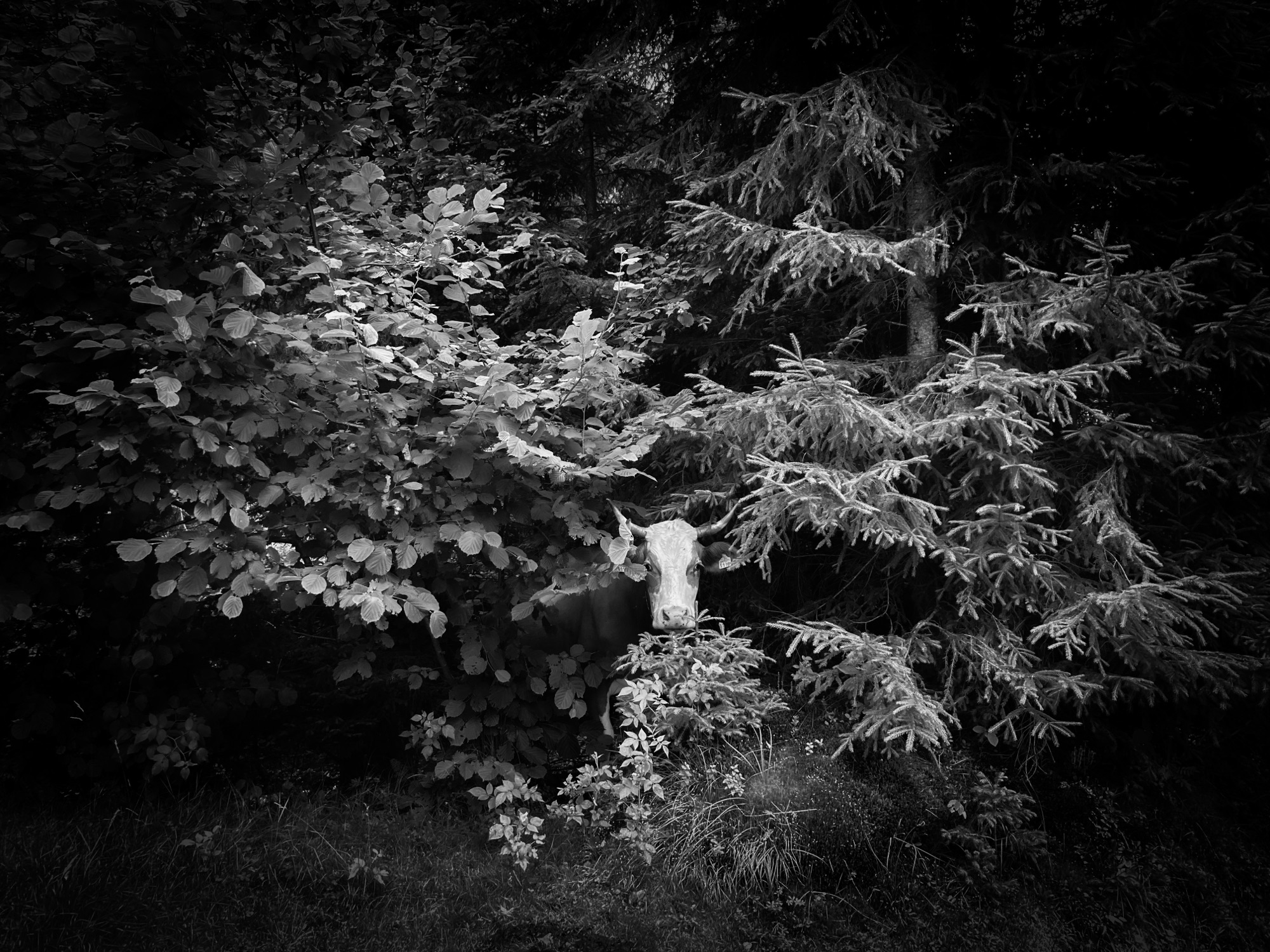 Egy szabad filmes fotói, vándorlásai közben… (Nemcsak Karácsonyra…)&nbsp;