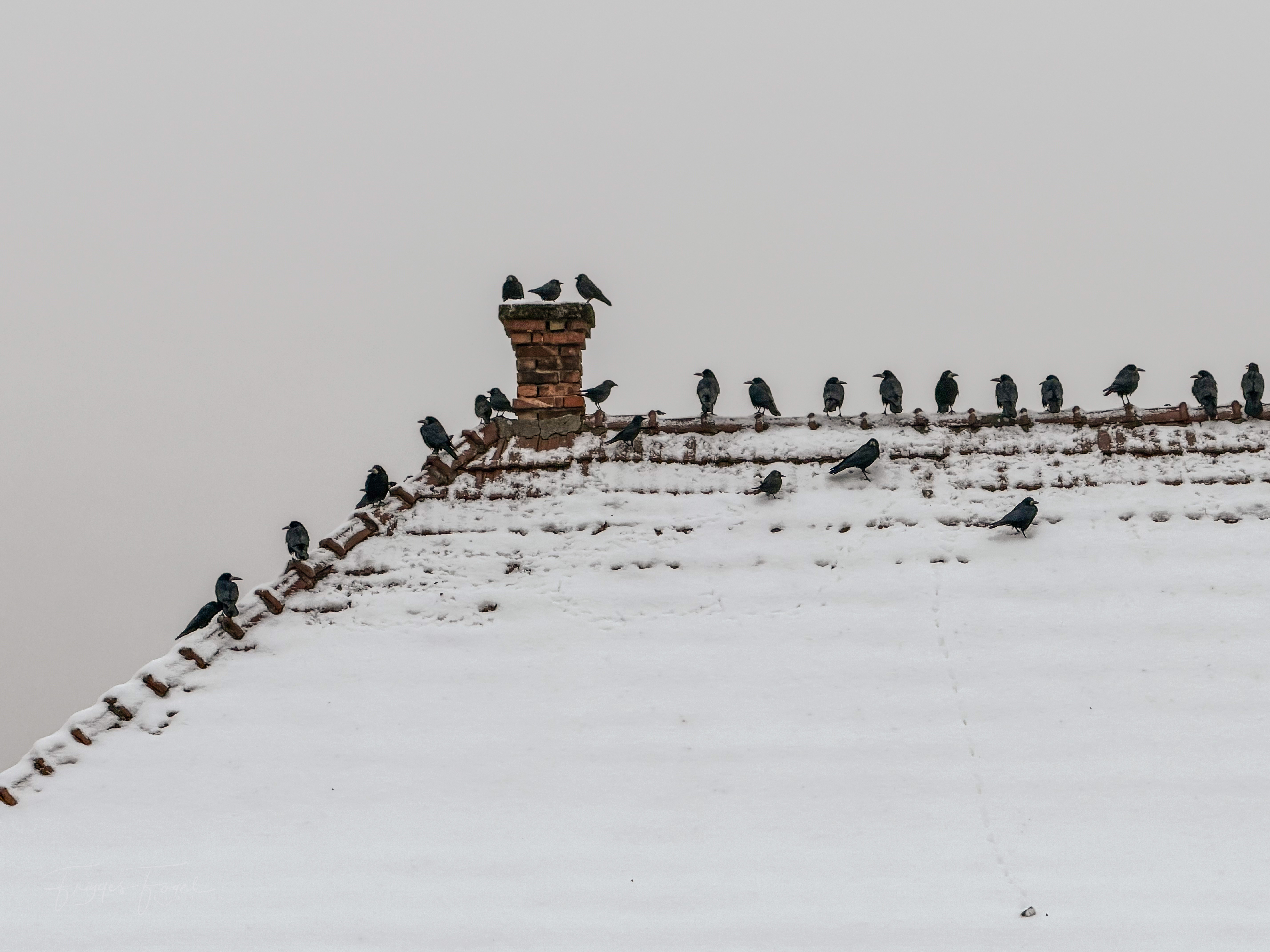 Hé, te!Hát a gyűrűt hol vesztetted el?Melyiket?Hát a Matyiét?Ja, azt mondták a 17 inkarnációval előbb élt kollégának , hogy rossz helyre vitte, mert a Matyika az nem magyar, hanem román… (volt). Hé, te!Hát a gyűrűt hol vesztetted el?Melyiket?Hát a Matyiét?Ja, azt mondták a 17 inkarnációval előbb élt kollégának , hogy rossz helyre vitte, mert a Matyika az nem magyar, hanem román… (volt).